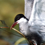 Préservez l'Etang Purais