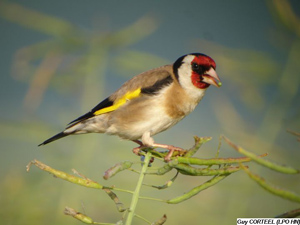 chardonneret Guy Corteel LPO Haute Normandie