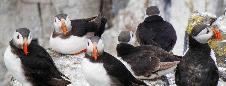 Macareux moine (Fratercula arctica)