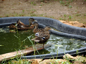 Centre de sauvegarde Colvert