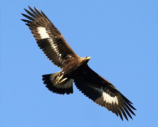 aigle royal-vol-christiancouloumy