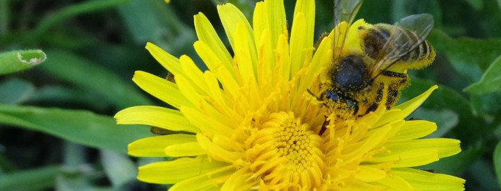 Abeille domestique (Apis mellifera) - Crédit photo LPO