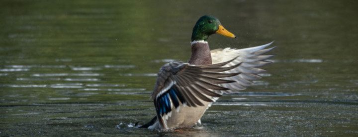 canard.colvert.yali.2g 720