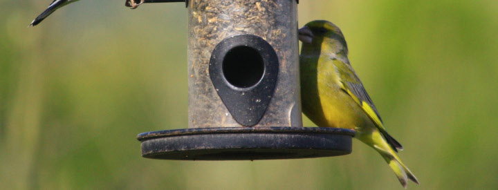 Verdier d'Europe (Chloris chloris) - Crédit photo : Joel_Huet