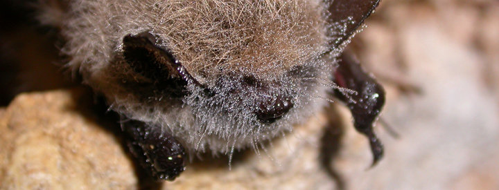 Murin à moustaches (Myotis mystacinus) - Crédit photo : Philippe Jourde