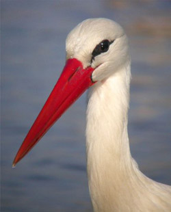 Cigogne blanche