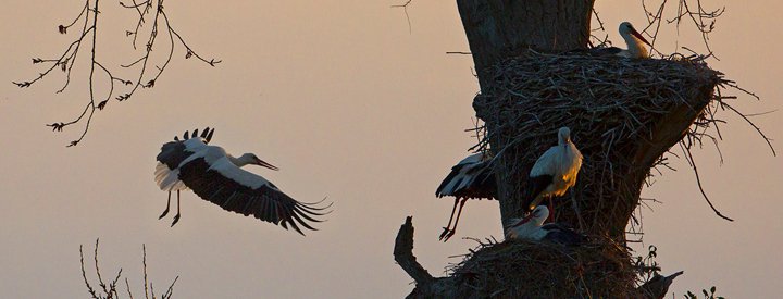 Cigogne blanche (Ciconia ciconia) - Crédit photo : Louis marie Préau