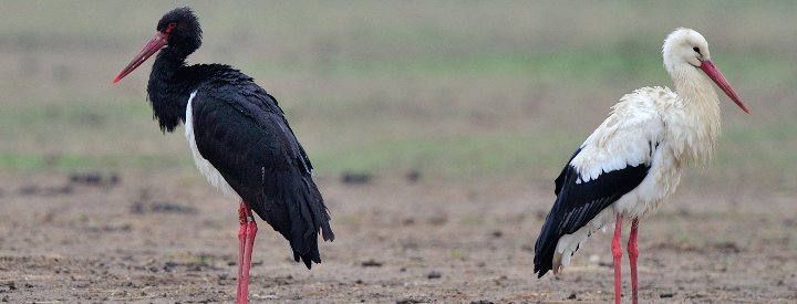 Cigogne noire (Ciconia nigra) et Cigogne blanche (Ciconia ciconia) - Crédit photo : A. Joris