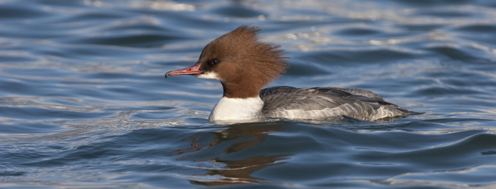 Harle bièvre (Mergus merganser) - Crédit photo : Emile Barbelette