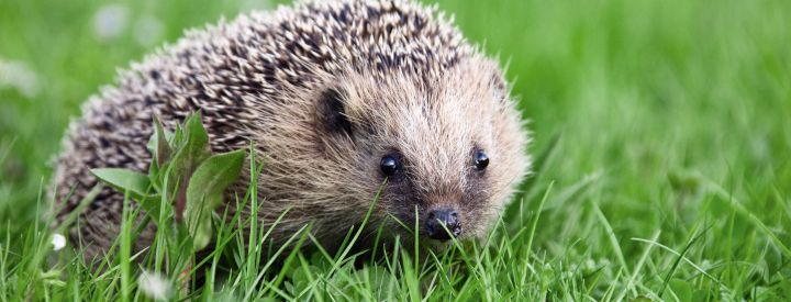 Hérisson d'Europe (Erinaceus europaeus) - Crédit photo : Minden pictures / Konrad wothe / Biosphoto