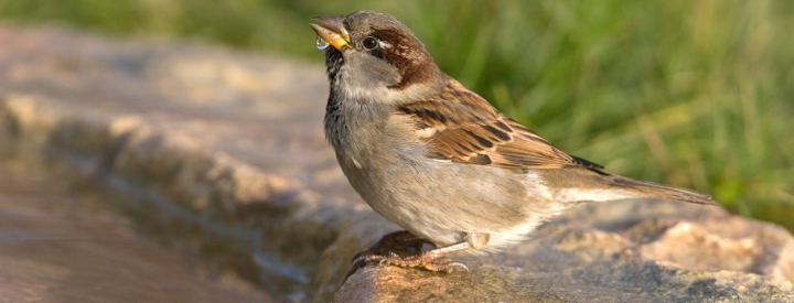 Moineau domestique (Passer domesticus)  - Crédit photo : Emile Barbelette