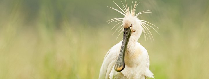 Spatule blanche (Platalea leucorodia) - Crédit photo : Mark Sisson / www.rspb-images.com