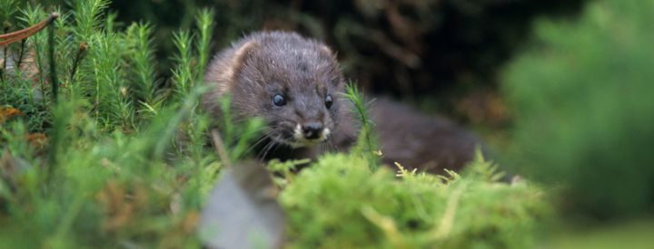   Vison d’Europe (Mustela lutreola) – Crédit photo : Gilles Martin