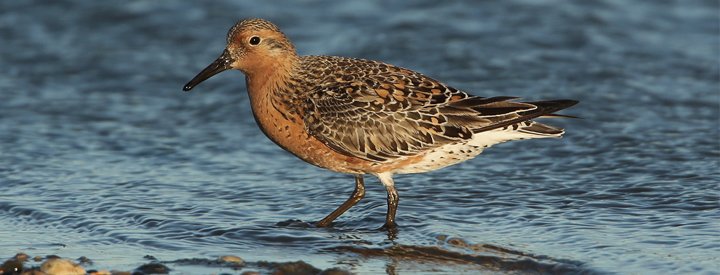 Bécasseau maubèche (Calidris canutus) - Crédit photo : Aurélien Audevard