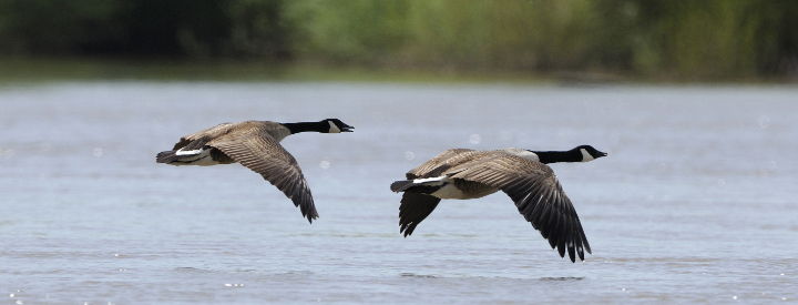 Bernaches du Canada (Branta canadensis) - Crédit photo: Fabrice Cahez / LPO