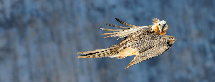 Gypaète barbu (Gypaetus barbatus) – Crédit photo : Michael Kaczmar