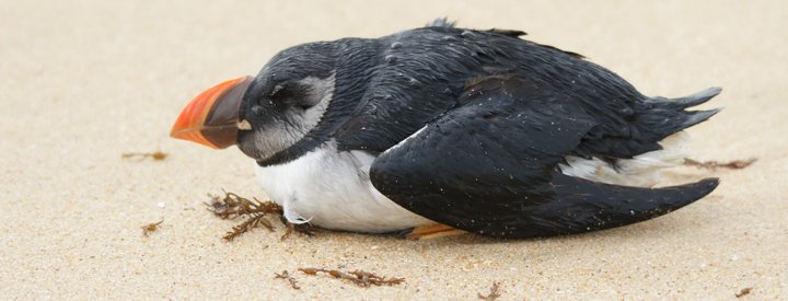 Macareux moine (Fratercula arctica) - Crédit photo : Olivier Laluque