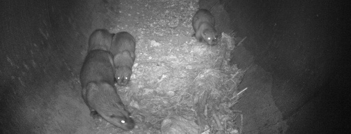 Loutre d’Europe (Lutra lutra) et ses loutrons traversant un écoduc - Crédit photo : LPO/ASF