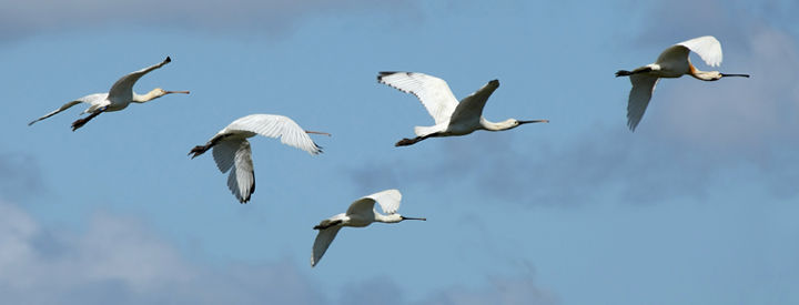 Spatule blanche (Platalea leucorodia) - Crédit photo : LPO