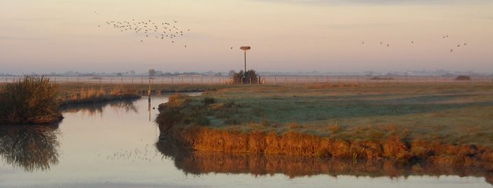 Réserve Naturelle Nationale « Michel Brosselin » de Saint-Denis-du-Payré - Crédit photo : LPO