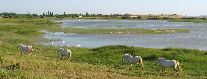 Réserve Naturelle Nationale du marais d’Yves - Crédit photo : Cécile Détroit