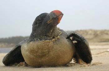 Macareux moine (Fratercula arctica) - Crédit photo : LPO Aquitaine