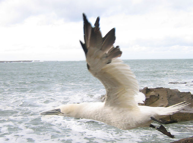 Relâcher d'un Fou de Bassan. Photo G.Bentz