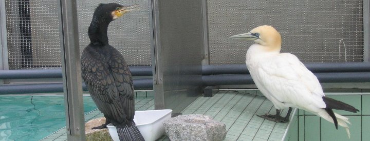 Grand Cormoran (Phalacrocorax carbo) et Fou de Bassan (Morus bassanus) en piscine - Crédit photo : Gilles Bentz