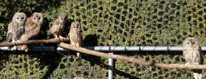 Chouette hulotte (Strix aluco) - Crédit photo : Centre de sauvegarde de la LPO Alsace