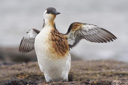 Photo_Jacques_Le_Baill_Guillemot_Mazout