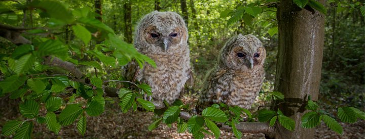 Jeunes Chouettes hulottes (Strix aluco) - Crédit photo : Grégory Smellinckx