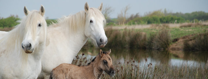 Chevaux sur la Réserve Naturelle d'Yves - Crédit photo : Marie-Laure Cayate