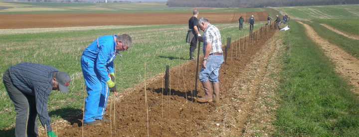 Plantation de haies - Crédit photo : Sophie Raspail / LPO