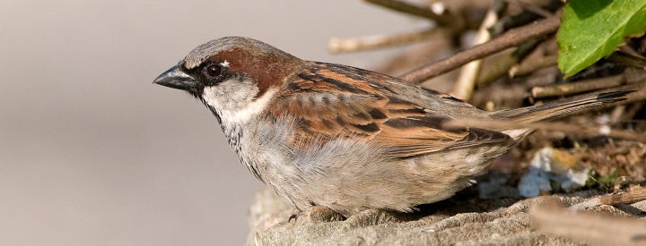 Moineau domestique (Passer domesticus) - Crédit photo : JJ. Carlier