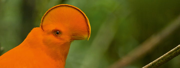 Coq de roche orange (Rupicola rupicola) - Crédit photo : G Feuillet