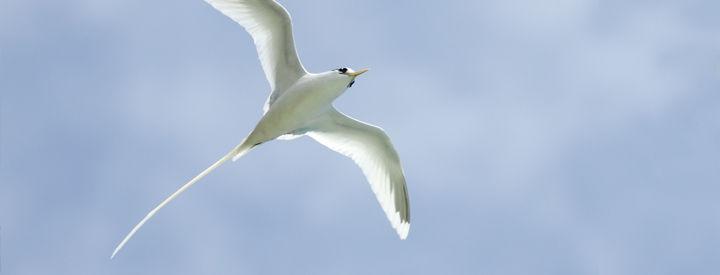 Phaéton à bec jaune (Phaethon lepturus) - Crédit photo : J.Gernigon