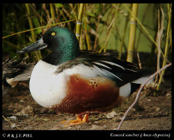 Canard_Souchet