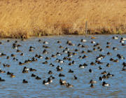 FuligulesMorillons_ChAussaguel_LPO_1500