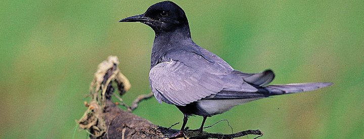 Guifette noire (Chlidonias niger) - Crédit photo : Émile Barbelette