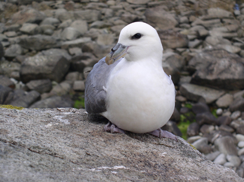 Fulmar 160505 04 Gilles Bentz