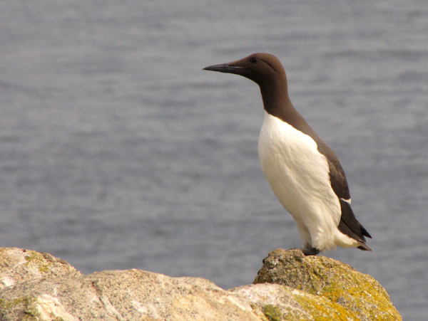 Guillemot250510GillesBentz 1br