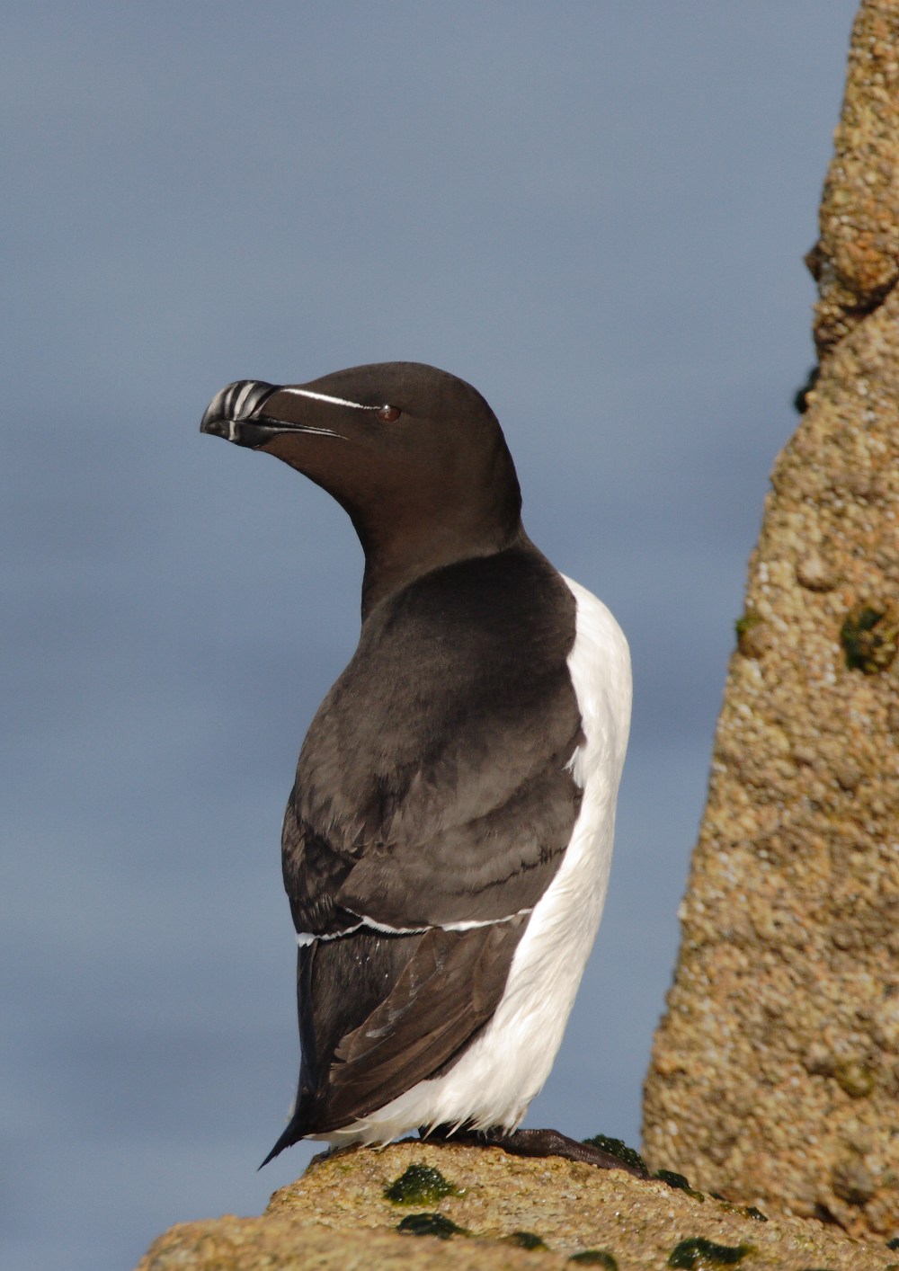 Pingouin Armel Deniau 010608 01 1000