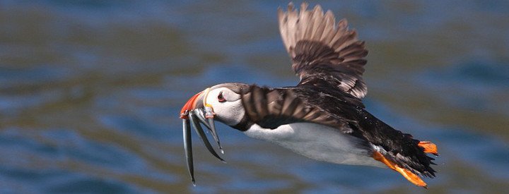 Macareux moine (Fratercula arctica) - Crédit photo : Armel Deniau