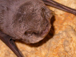 Minioptère de Schreibers - crédit photo : Philippe Jourde