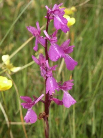 L'orchis des marais (orchis palustris)