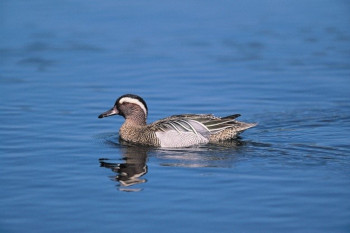 Sarcelle d'été (Spatula querquedula) - Crédit photo : J.L. Le Moigne