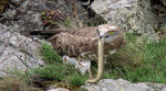 Circaète Jean-le-Blanc (Circaetus gallicus) - Crédit photo : Romain Riols 