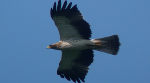 Aigle botté (Hieraaetus pennatus) - Crédit photo : Romain Riols 