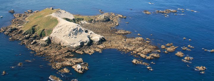 Crédit photo : Réserve Naturelle Nationale des Sept-Îles 