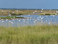 Vol d'avocettes